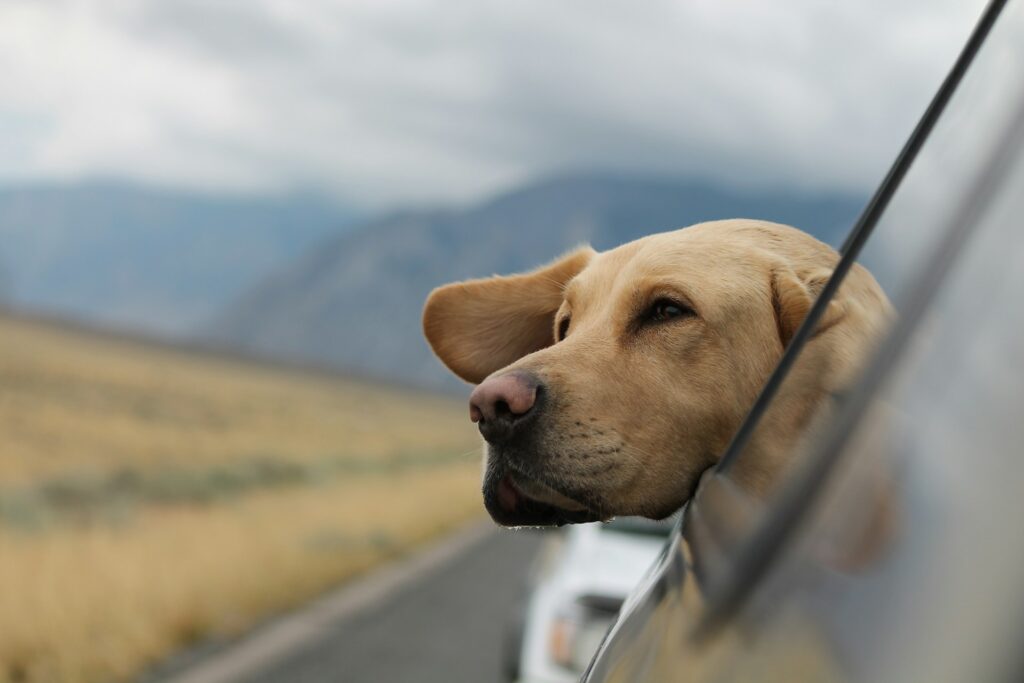 how to travel with pets