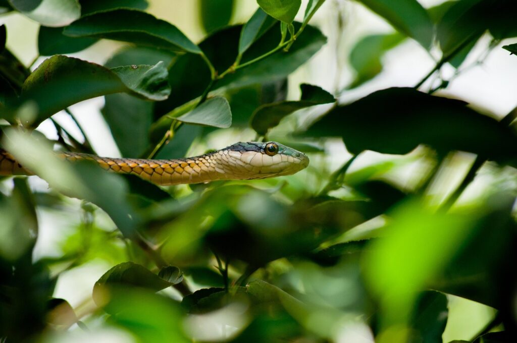wildlife safari destinations